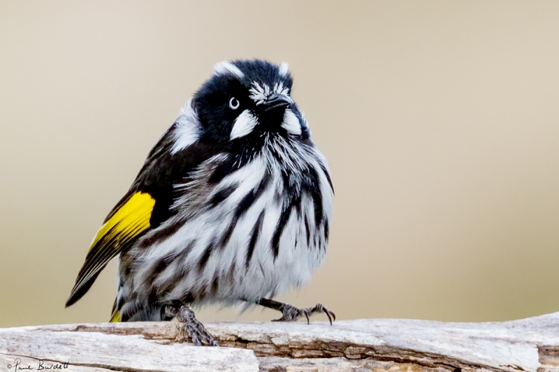 Contest-Paul-Burdett-New-Holland-Honeyeater-(Tasmania)brighter-and-3x2-crop