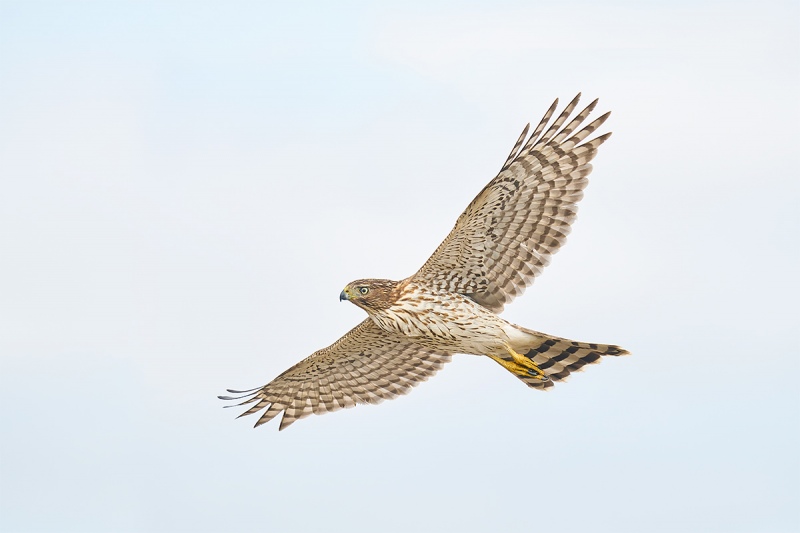 Coopers-Hawk-juvenile-_A923171Smith-Point-TX-1