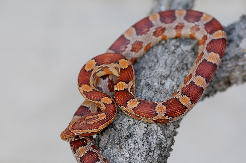 Corn-Snake-baby-captive-posed-_E0W8004-Little-Estero-Lagoon-Ft.-Myers-Bch-FL