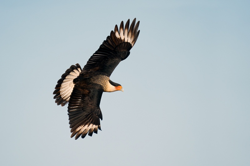 Crested-Caracara-banking-flight-_A9B3074-ranch-Hidalgo-County-TX-1