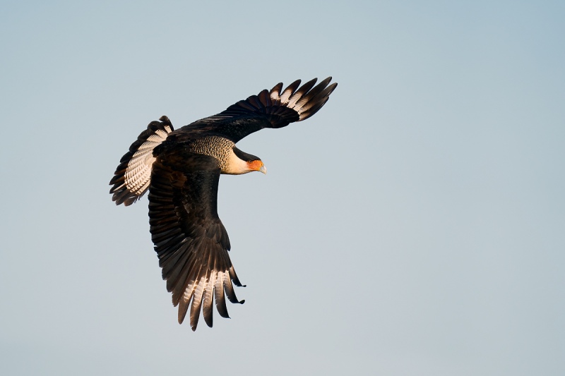 Crested-Caracara-downstroke-banking-flight-_A9B3075-ranch-Hidalgo-County-TX-1