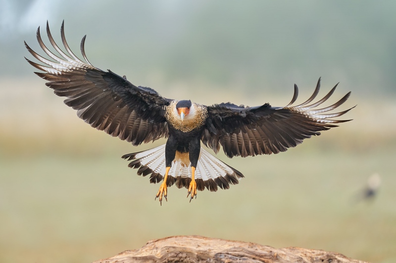 Crested-Caracara-flaring-to-land-_A9B3881-Laguna-Seca-Ranch-Hidalgo-County-TX-1