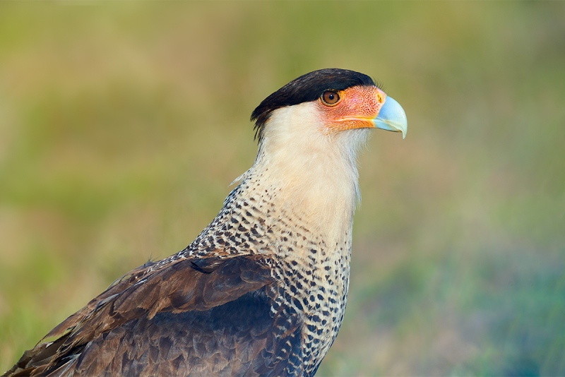 Crested-Caracara-head-shoulders-_7R42197-Indian-Lake-Estates-FL-1