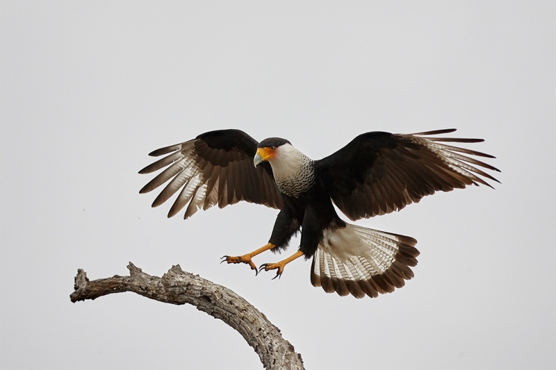 Crested-Caracara-landing-A-_H2D2400-Cozad-Ranch-Linn-TX