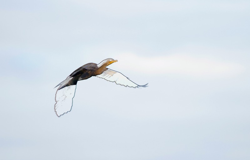 DC-Cormorant-funky-flight-_Q5A0493-Indian-Lake-Estates-FL