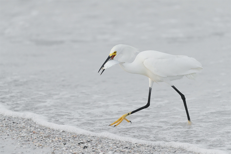 DI-Snowy-Egret-with-greenback-_A0I1070-Fort-DeSoto-Park-Pinellas-County-FL