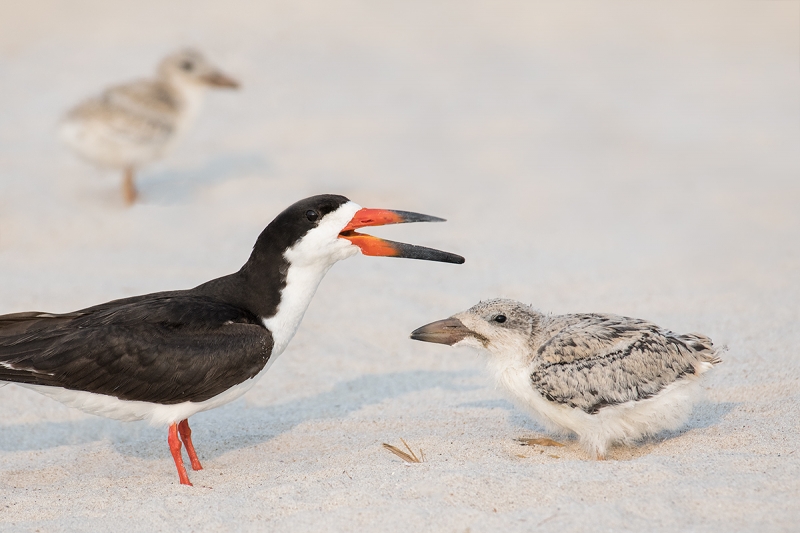 DIanne-skimmer-with-chicks-LAYERS-_DSC4736Nickerson-Beach-Park,-Gilgo-Beach,-NY