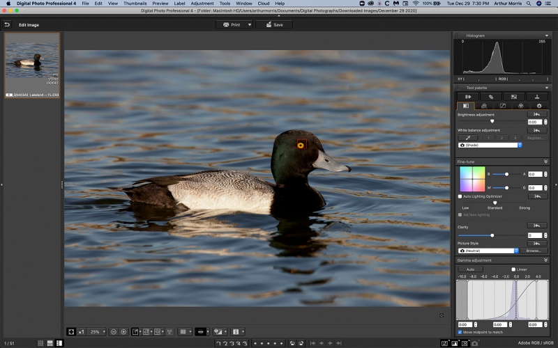 DPP-4AF-PT-Lesser-Scaupaswimming-drake-1