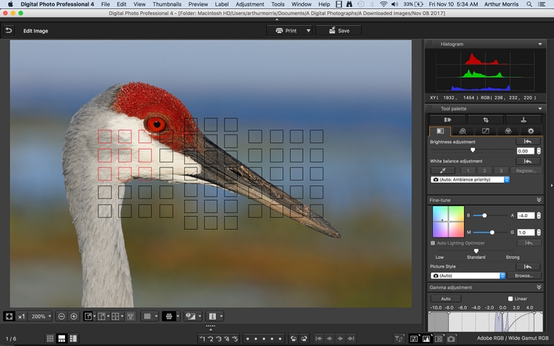 DPP4Sandhill-Crane-head-portrait