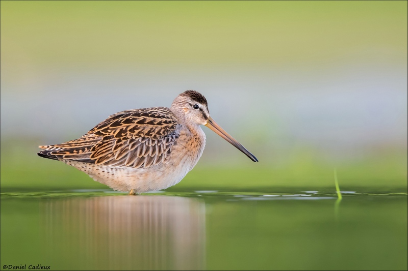 Dan-Cad-Short-billed-Dowitcher_3253-19