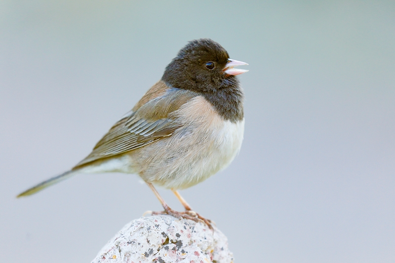 Dark0eyed-Junco-singing