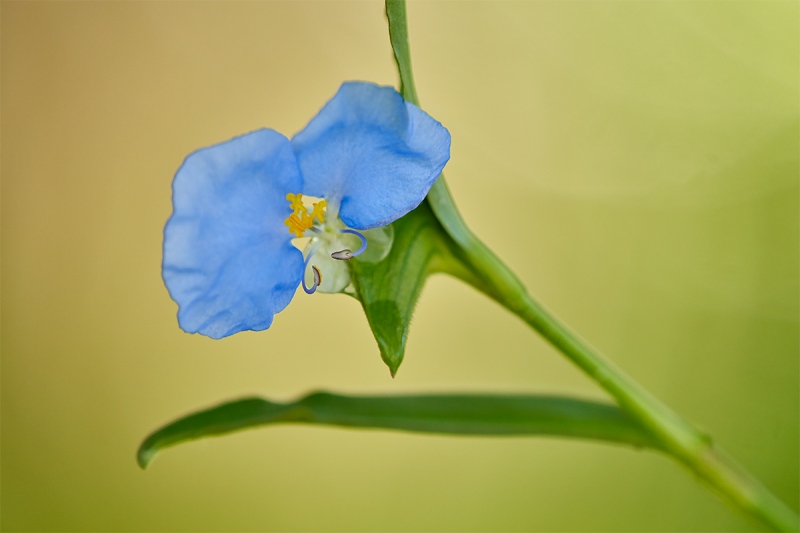 Dayflower-_7R49207-Indian-Lake-Estates-FL-1