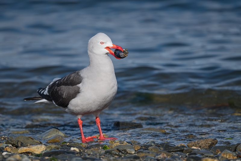 Dolphin-Gull-with-mussel-_MAI0570Ushuaia,-Argentina