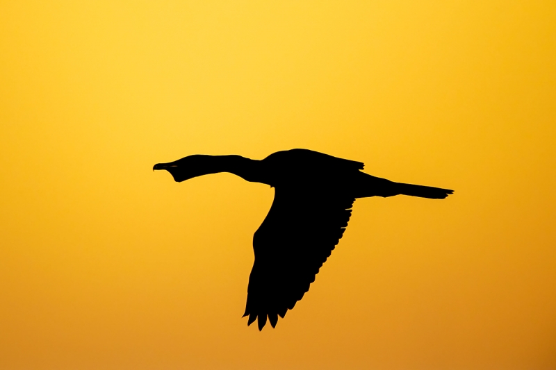 Double-crested-Cormorant-A-croaking-flight-display-_DSC4146--Alafia-Banks,-Tampa-Bay,-FL