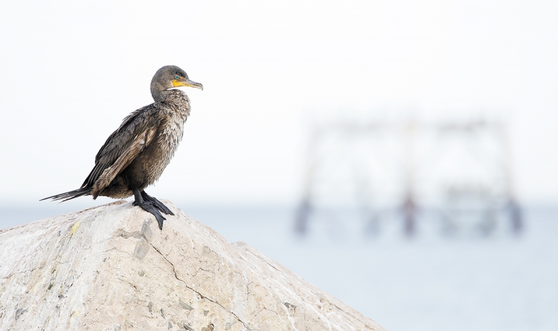 Double-crested-Cormorant-and-derelict-tower-_P3A3738-Fort-DeSoto-Park,-FL