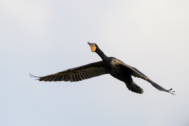 Double-crested-Cormorant-downstroke-_DSC0957-Gatorland,-Kissimmee,-FL