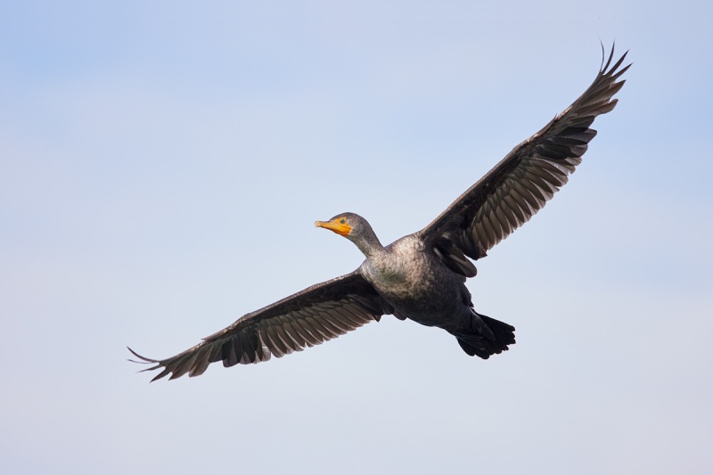 Double-crested-Cormorant-flight-_Q5A6392-Fort-DeSoto-Park-FL-1