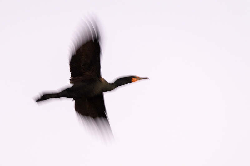 Double-crested-Cormorant-pre-dawn-blur_DSC9700--Alafia-Banks,-Tampa-Bay,-FL