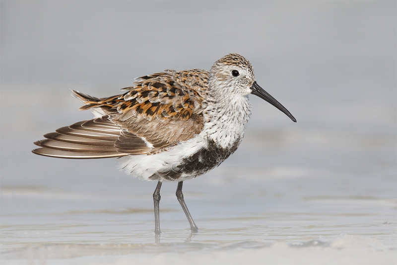 Dunlin-after-bath,-breeding-plumage-LP3A2718-Fort-DeSoto-Pak,-Tierra-Verde,-FL