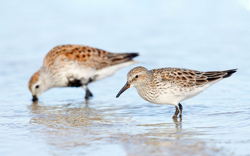 Dunlin-and-calidras-juxtaposition-_BUP3751-Fort-DeSoto-Park-Tierra-Verde-FL-1