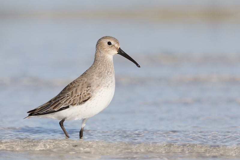 Dunlin-basic-(winter)-plumage-_W5A9462-Fort-DeSoto-Park,-Pinellas-County,-FL-