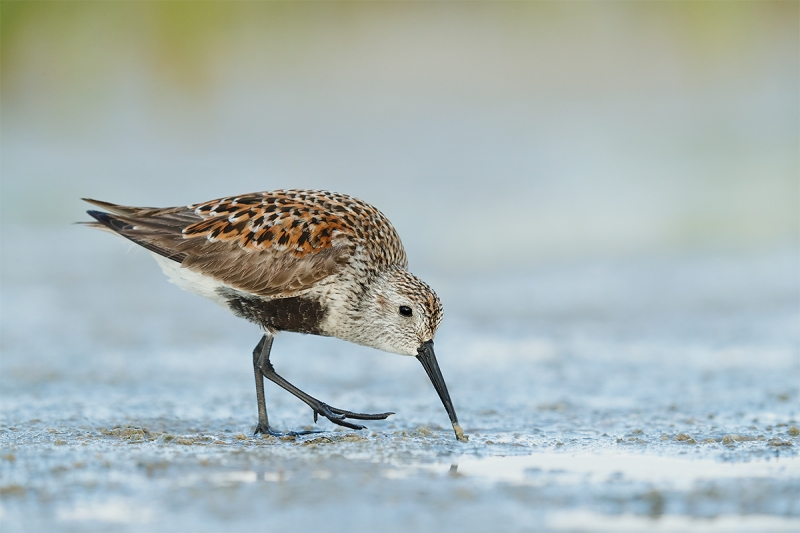 Dunlin-breeding-plumage-adult-feeding-_A0I8052-Fort-DeSoto-Park,-Pinellas-County,-FL