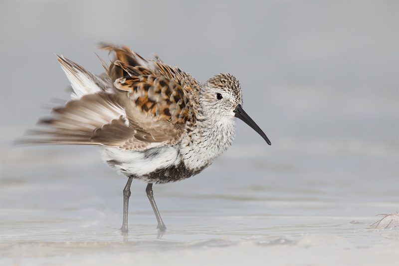 Dunlin,-breeding-plumage-ruffling-LP3A2720-Fort-DeSoto-Pak,-Tierra-Verde,-FL