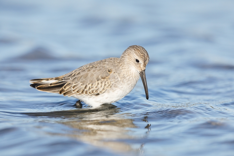 Dunlin-first-winter-B-_W5A6960--East-Pond,-JBWR,-Queens,-NY