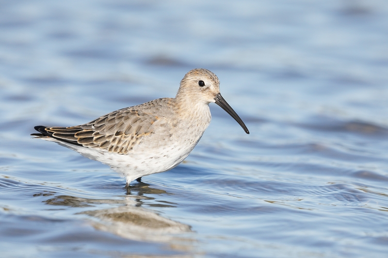 Dunlin-first-winter-_W5A6901--East-Pond,-JBWR,-Queens,-NY