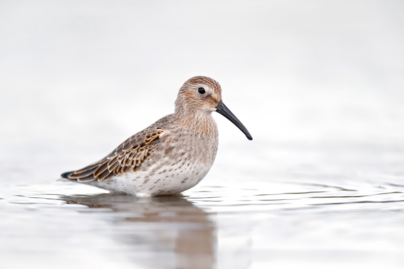 Dunlin-isaac