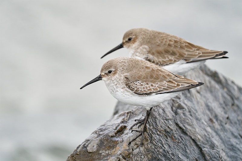 Dunlin-juxtaposed-_A929248-Nickerson-Beach-LI-NY-1