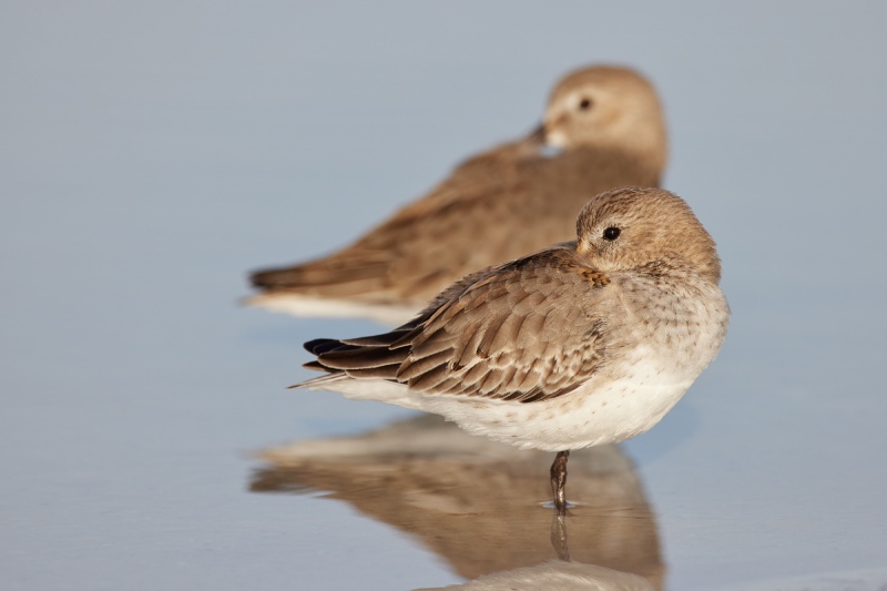 Dunlin-sleeping-1st-winter-in-front-R5-_Q5A0469-Fort-deSoto-Park-FL-1