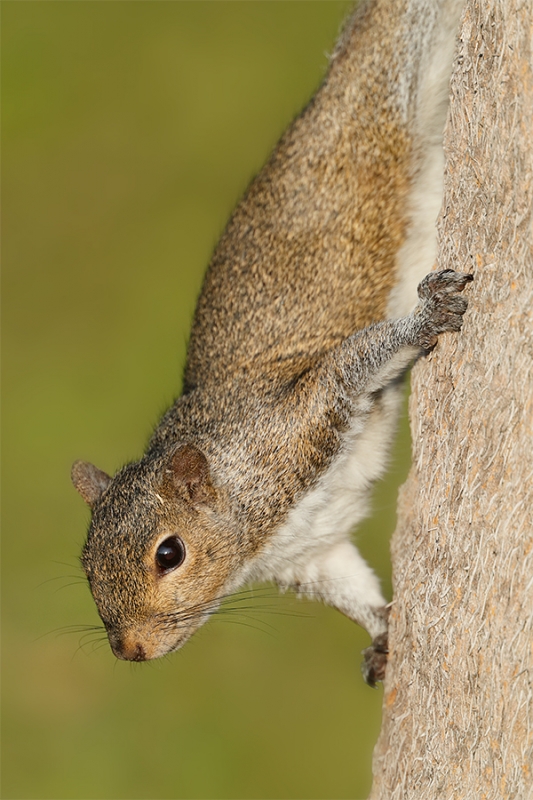 Eastern-Grey-Squirrel-_A0I4156-Fort-DeSoto-Park,-Pinellas-County,-FL