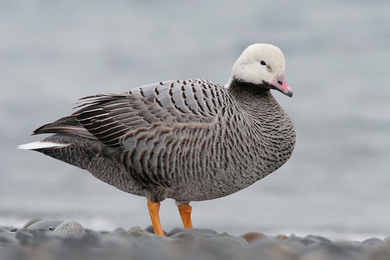 Emperor-Goose-A-standing-at-waters-edge-_MG_0553-Homer-Alaska