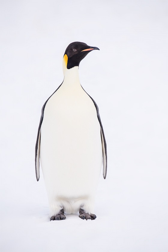 Emperor-Penguin-a-adult-standing-on-snow-_BUP5444-Snow-Hill-Island-Antarctica