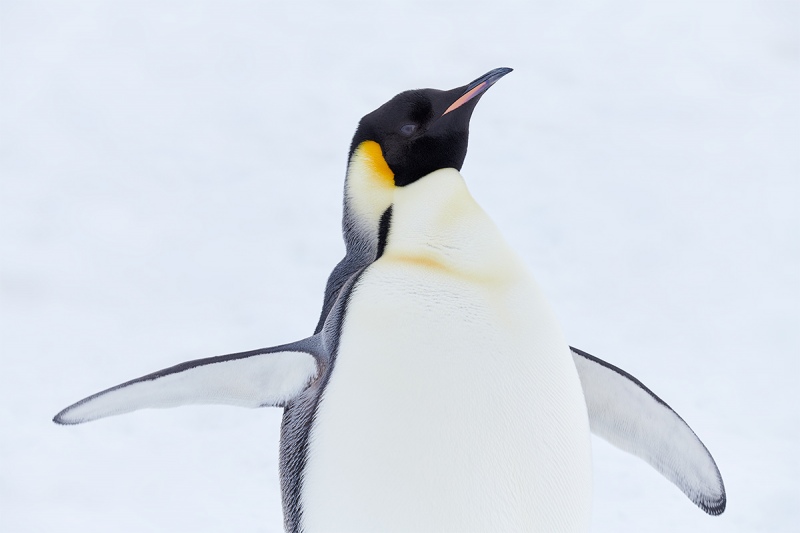 Emperor-Penguin-adult-flapping-_BUP5537-Snow-Hill-Island-Antarctica-1