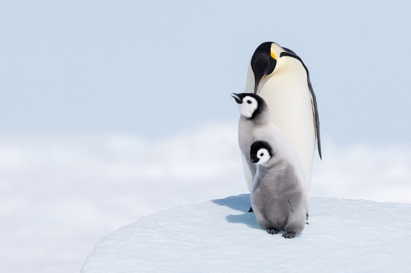 Emperor Penguin adult grooming chick _MAI2622  Snow Hill Island, Antarctica