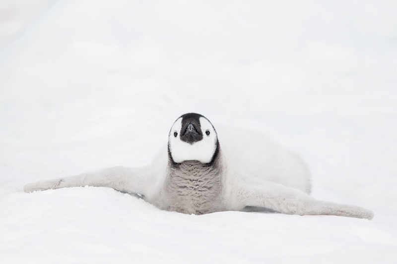 Emperor-Penguin-chick-cooling-down-_MAI1599--Snow-Hill-Island,-Antarctica