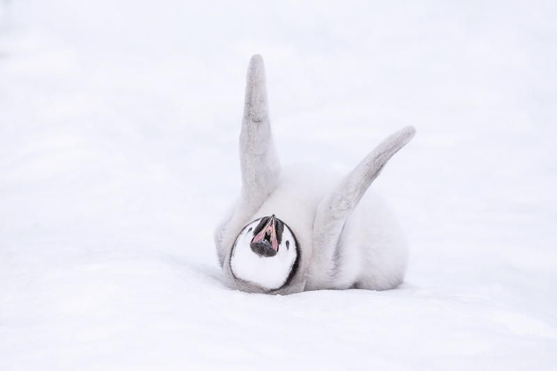 Emperor-Penguin-chick-stretching-_MAI1648--Snow-Hill-Island,-Antarctica