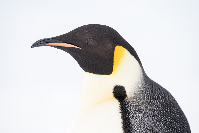 Emperor-Penguin-head-portrait-_BUP4970--Snow-Hill-Island,-Antarctica