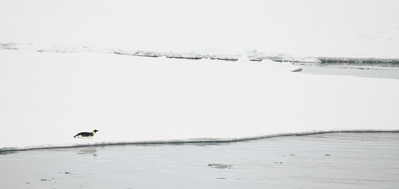 Emperor-Penguin-on-ice-_BUP4959Antarctic-Sound,-Antarctica