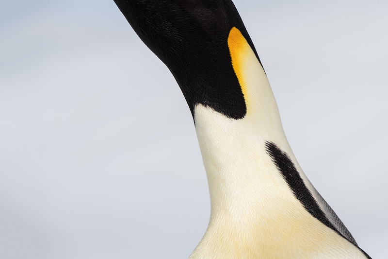 Emperor-Penguin-stretched-neck-abstract-_BUP6835-Snow-Hill-Island-Antarctica