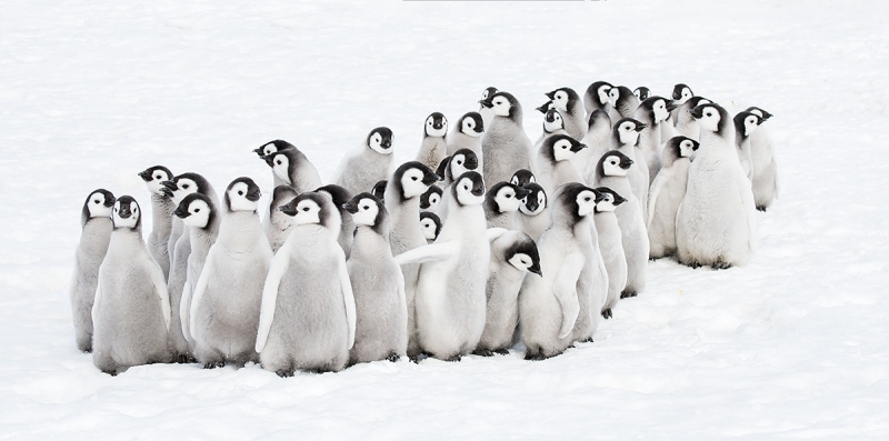 Emperor-Penguins-chick-creche-_BUP6961-Snow-Hill-Island-Antarctica