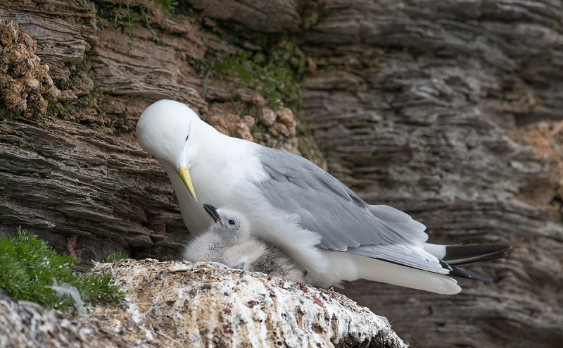 F-Black-legged-Kittiwake-with-small-chick-_MAI5184-Ekkeroy,-Norway