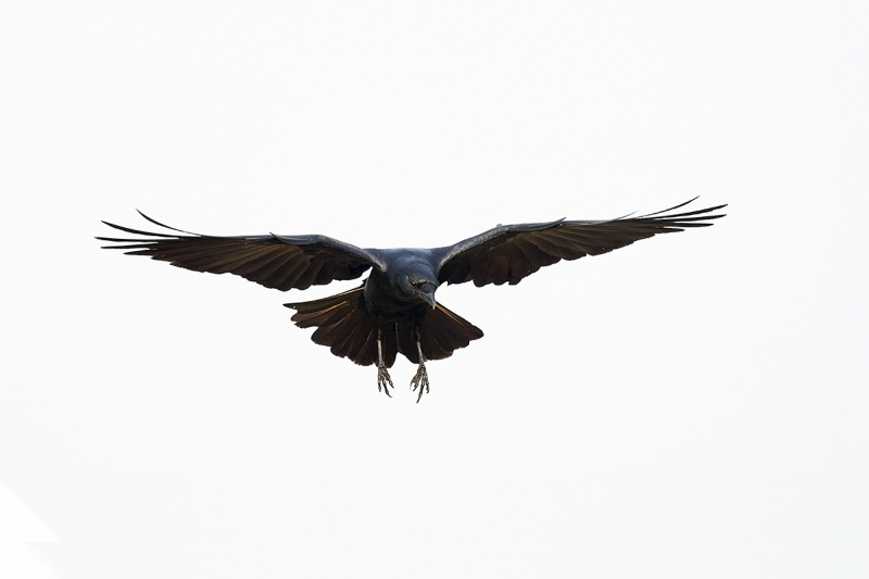 Fish-Crow-in-flight-_A9B8472-Indian-Lake-Estates-FL-1