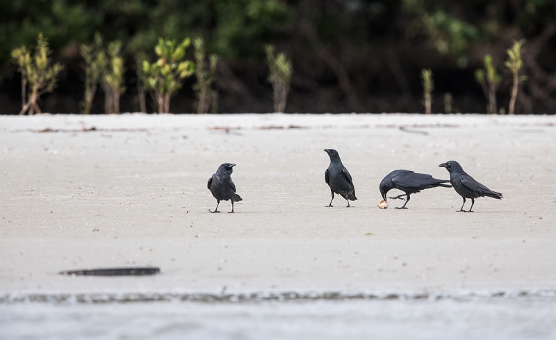 Fish-Crows-predating-spoonbill-egg-DARKER-MANGROVES-_DSC4786--Alafia-Banks,-Tampa-Bay,-FL