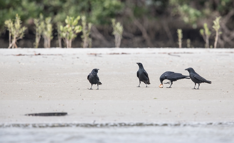 Fish-Crows-predating-spoonbill-egg-_DSC4786--Alafia-Banks,-Tampa-Bay,-FL