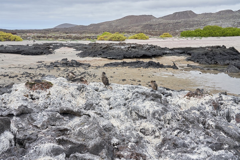 Flightless-Cormorant-nests-on-lava-rock-A-_DSC5100-1