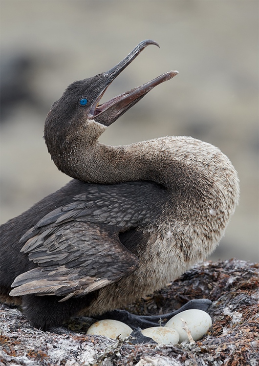 Flightless-Cormorant-on-nest-with-three-eggs-_BUP6862-Punta-Albemarle-Isabela-Galapagos-1