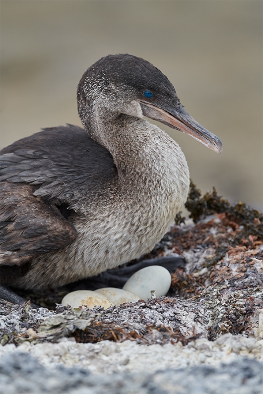 Flightless-Cormorant-on-three-eggs-_BUP7028-Punta-Albemarle-Isabela-Galapagos-1